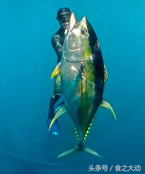 怎么能吃上真正的蓝鳍金枪鱼,蓝鳍金枪鱼吃起来跟什么很像