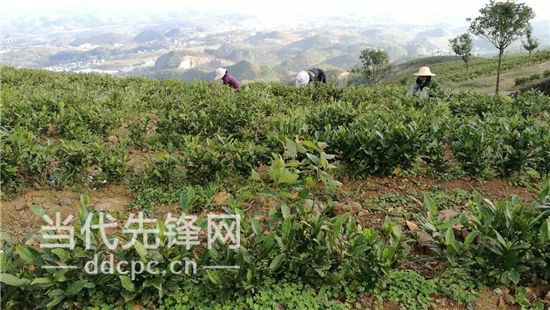 真武山上借“茶”脱贫