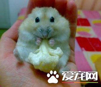 布丁仓鼠一般喜欢吃什么粮食,布丁仓鼠能吃什么新鲜食物