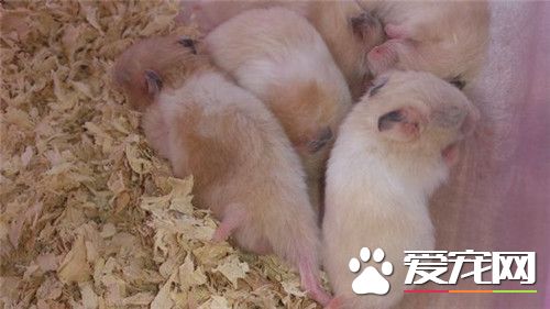 金丝熊什么样子最健康,金丝熊怎么样才算是有光泽