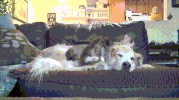 金毛最聪明的一只狗狗,金毛最有灵性是最懂事的狗