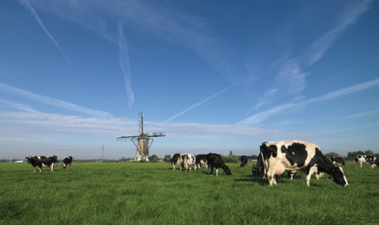 dutchlady子母奶粉有味道吗,dutchlady子母奶粉真假