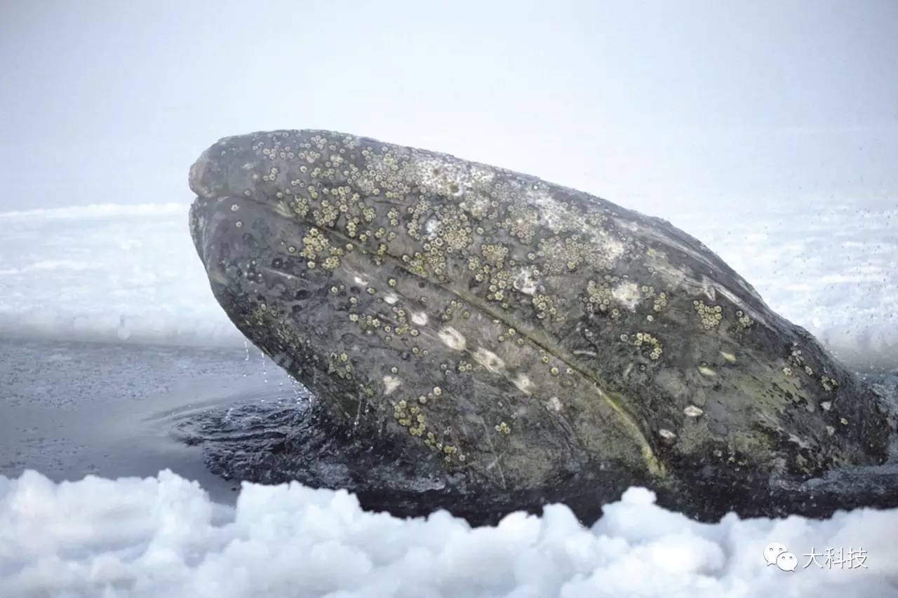 灰鲸主动求救最后救了没有,灰鲸为什么要迁移呀