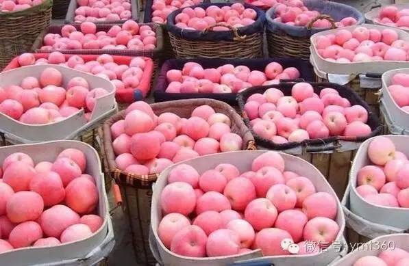 分析2020年苹果行情,分析苹果明年出库价