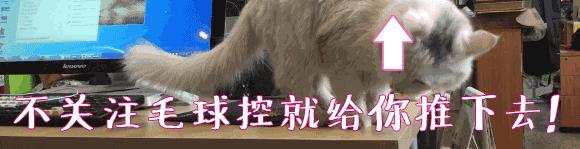 波斯猫眯着它的双眼抖音,波斯猫的眼神