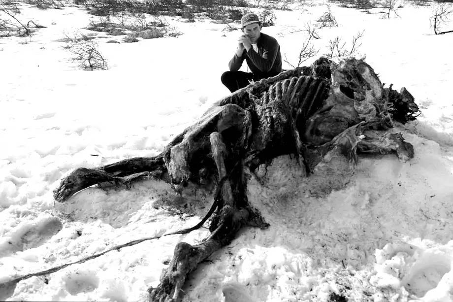 狼人进化史,关于狼人的变异视频