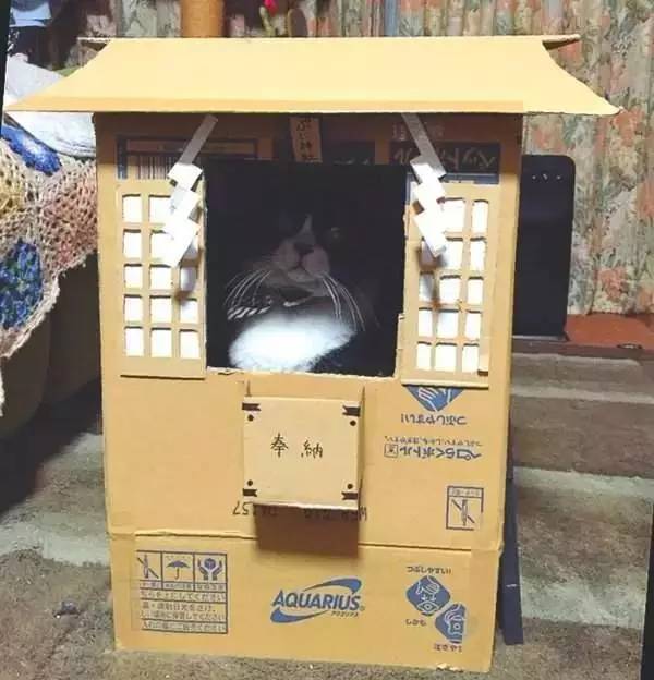 怎么用纸箱做猫屋,猫咪纸箱屋