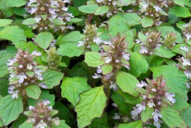 ‍‍‍如东路边42种草，天天踩它，却不知道它们好值钱~