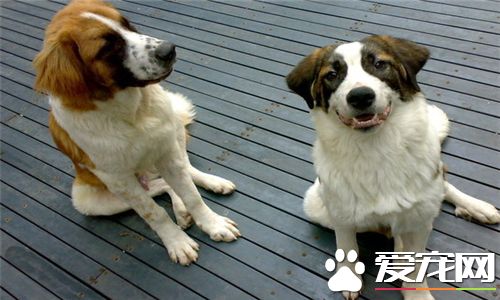 大白熊圣伯纳中亚牧羊犬哪个大,中亚牧羊犬圣伯纳犬谁的体型更大