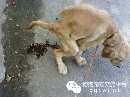 狗狗拉稀10天了怎么办,狗狗拉稀拉血呕吐没精神怎么治疗