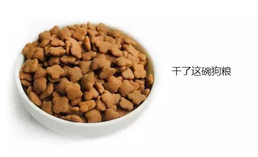 狗粮综合测评分析,狗粮怎么选多款狗粮测评来袭