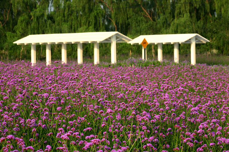 最美薰衣草庄园,中国最大的薰衣草庄园