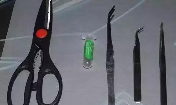 怎么把球形宠物做成标本,什么昆虫可以做宠物