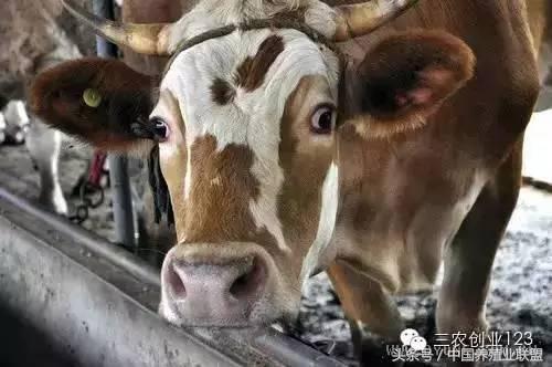 养殖类的小本创业哪些赚钱快,适合穷人的18个创业项目养殖