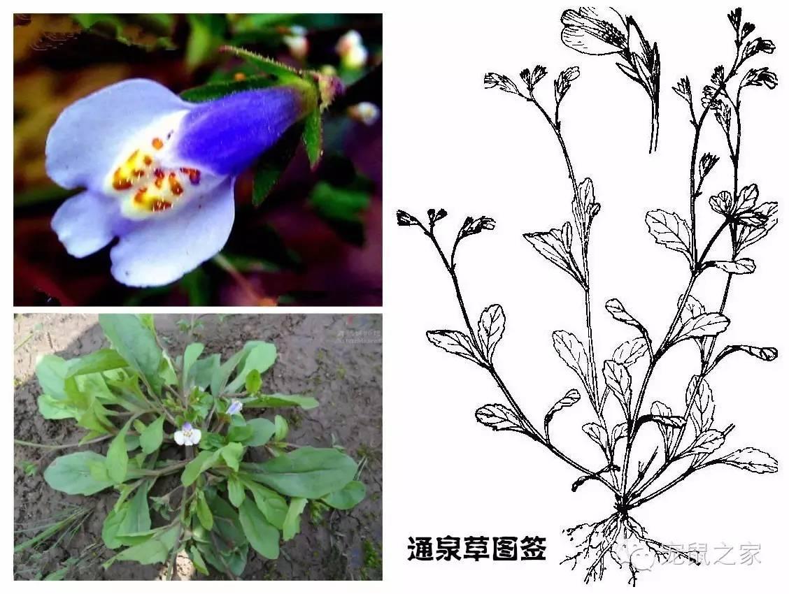 缇庨澶╀笅鍏荤敓澶у笀,缇庨澶╀笅棣欑尓