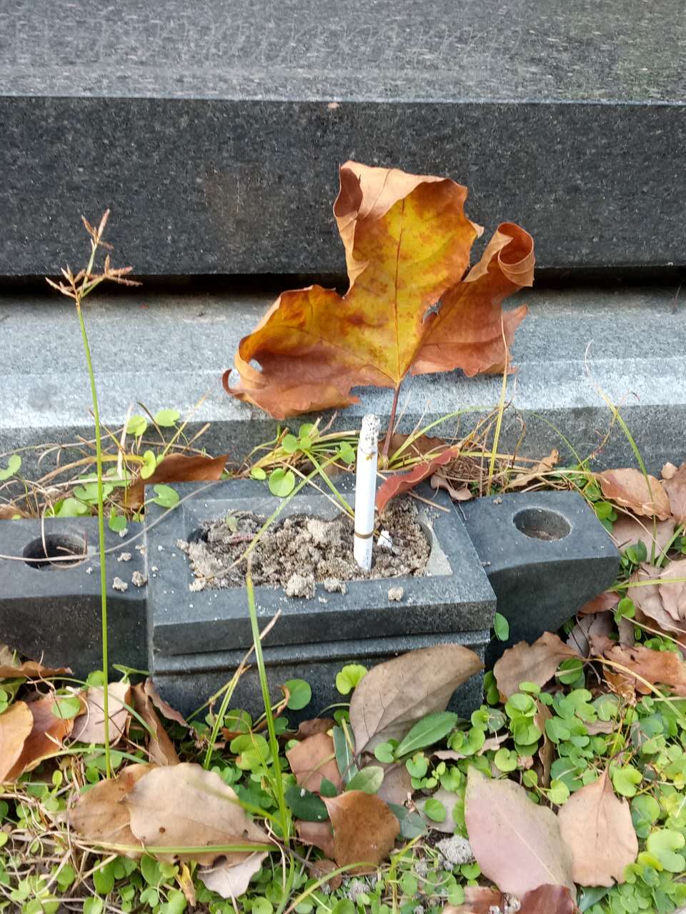 冬至了给你放个烟花,冬至我给你包饺子视频