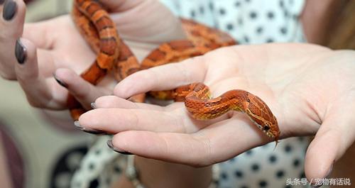 宠物蛇不进食是准备吞主人？请勿触犯蛇的“禁区”