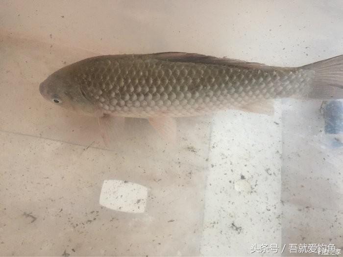 大湖冬钓鲫鱼怎么找钓点,平天湖初冬