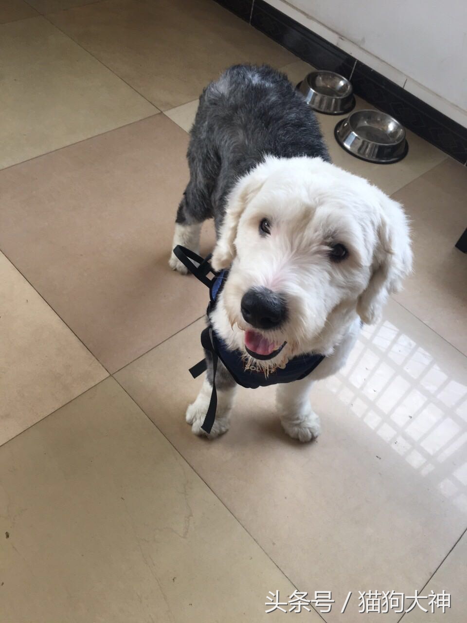 没想到捡到的流浪狗这么聪明懂事,偶然发现的流浪狗