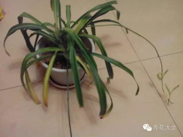 吊兰妙招,学会这四招轻松把花养得枝繁叶茂