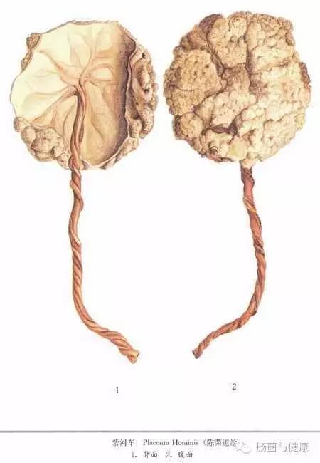 胎盘不存在微生物是什么意思,如何确定胎盘有活性