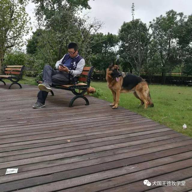 刘阿姨德牧,福多多德牧