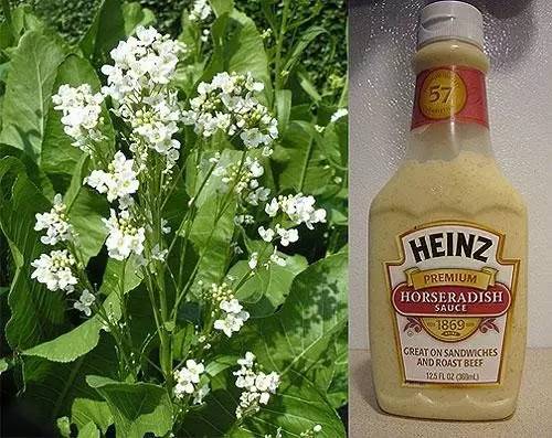 日料的芥末是真的吗,日料店同款芥末酱