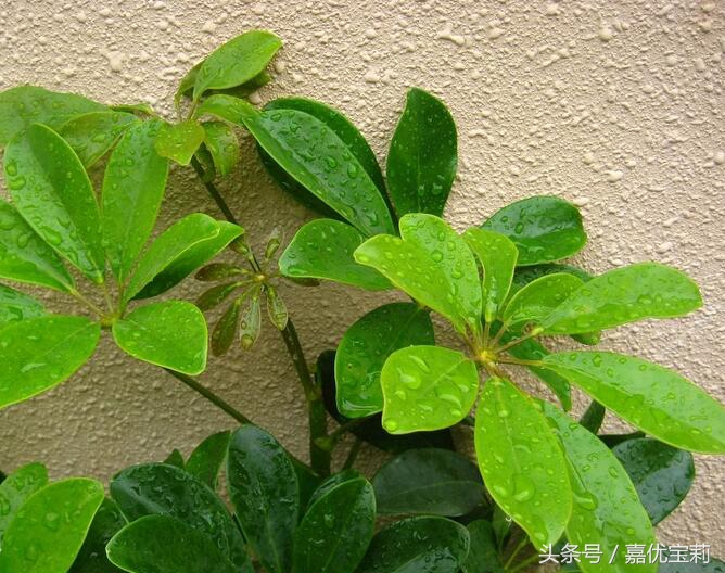 鹅掌枫树木图片,大叶鹅掌木盆栽