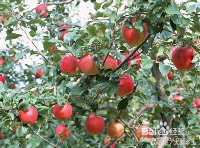 农村种什么果树赚钱快又好养,三农种植致富技术果树