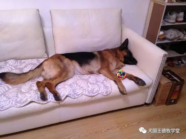 刘阿姨德牧,福多多德牧