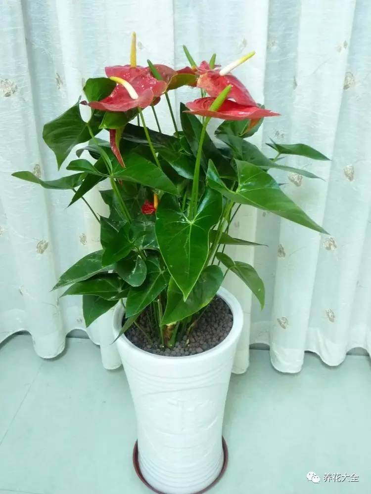 水养发财树绿萝黄叶掉叶怎样补救,绿萝发财树怎么养不烂根