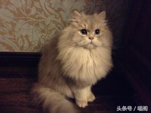 猫咪排名前十的猫,世界最温顺的猫排名榜