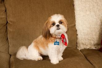 让狗狗不要吠叫的声音,狗狗听到门铃叫