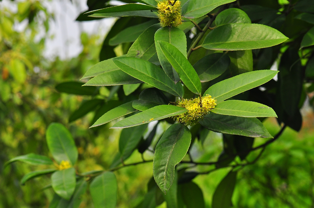 野生去火的草药,常见降火草药