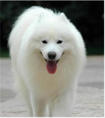 萨摩耶犬饲养方法,如何饲养萨摩耶幼犬不咬人