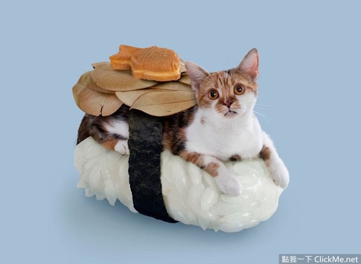 猫咪寿司店治愈短片,超可爱寿司猫咪