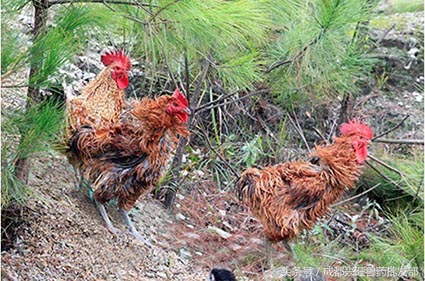 根据鸡的样子判断鸡的死亡原因,鸡羽毛蓬松翅膀下垂是什么病
