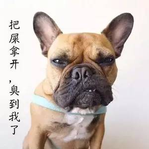 为什么狗改不了食屎的习惯,为什么狗改不了屎