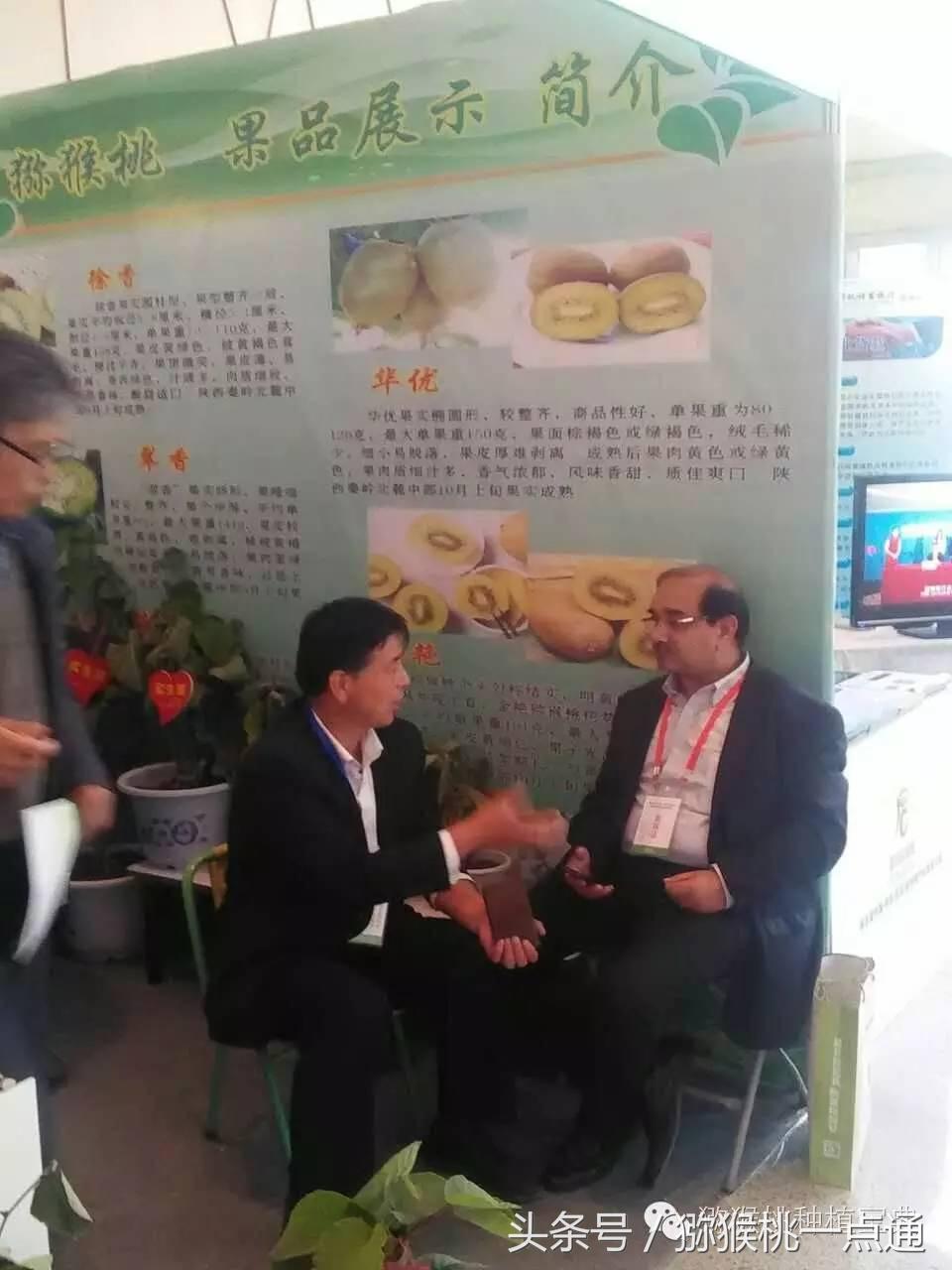 人工种植猕猴桃苗木价格,种植什么品种猕猴桃最有销路