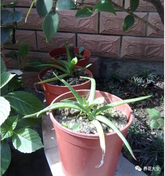 发财树的土养不活绿萝,养了几年的绿萝为什么没有根