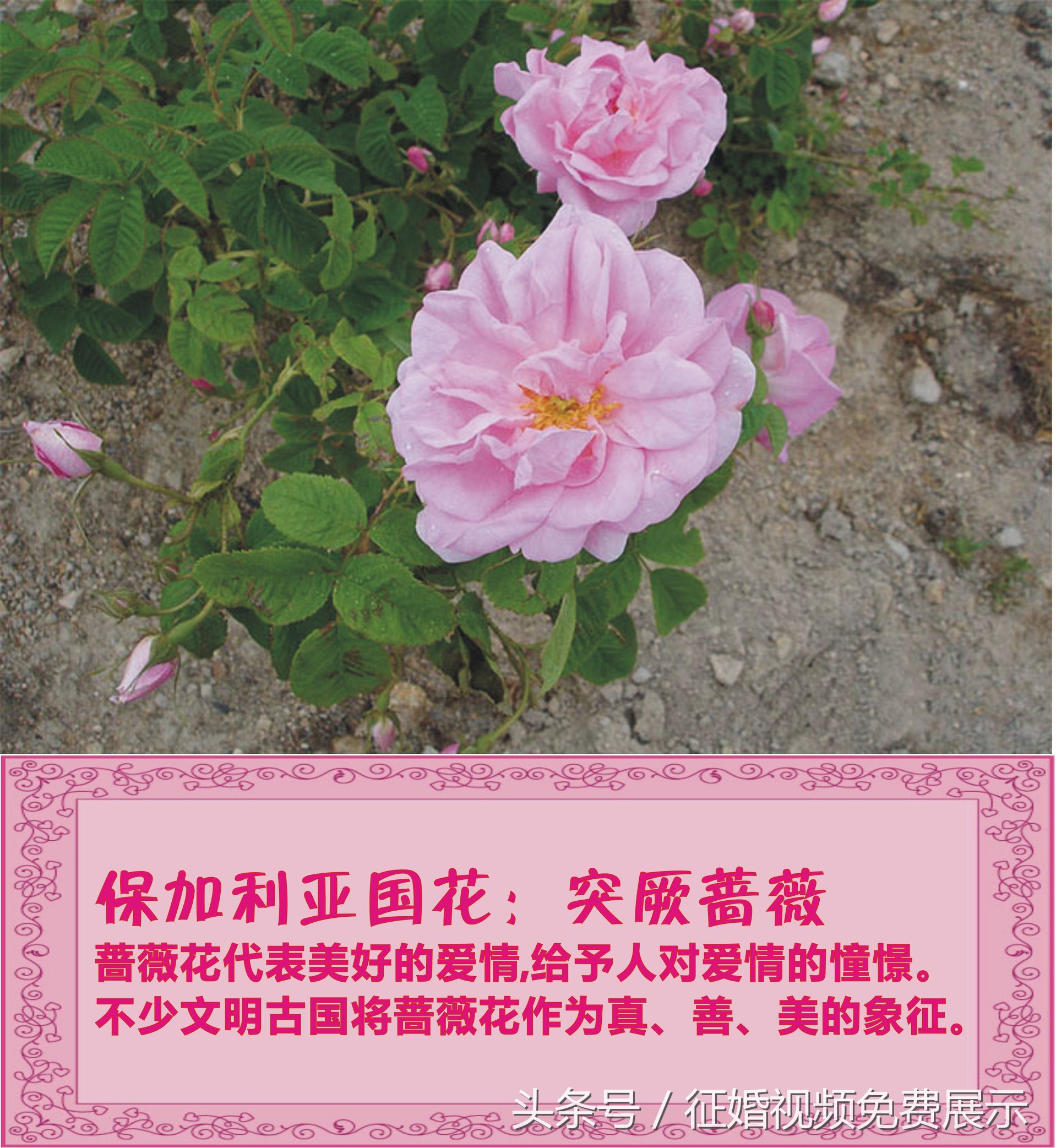 各国国花及象征意义,世界各国国花及寓意