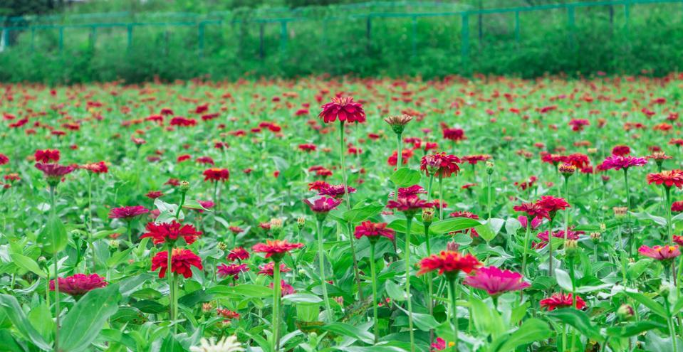 深圳哪里有大片的花海可以欣赏,深圳的花海有多美
