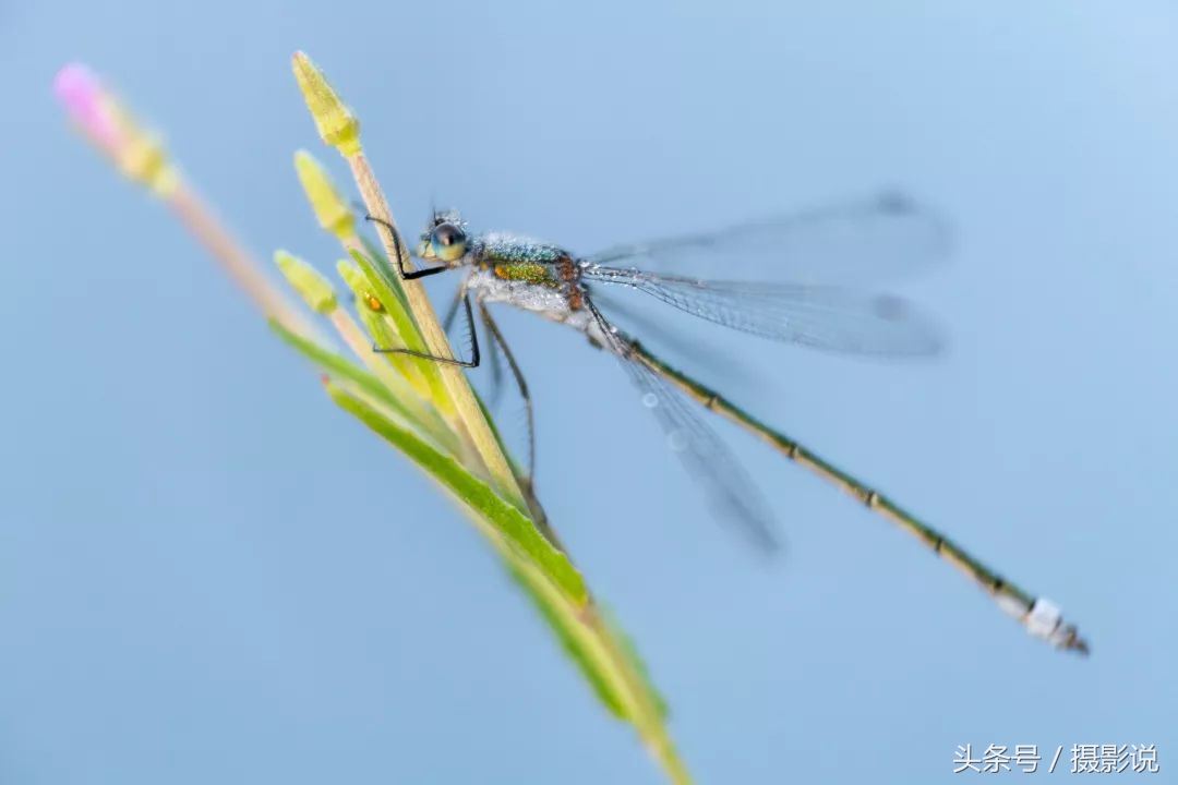 ross璇勬祴,ross娴嬭瘎