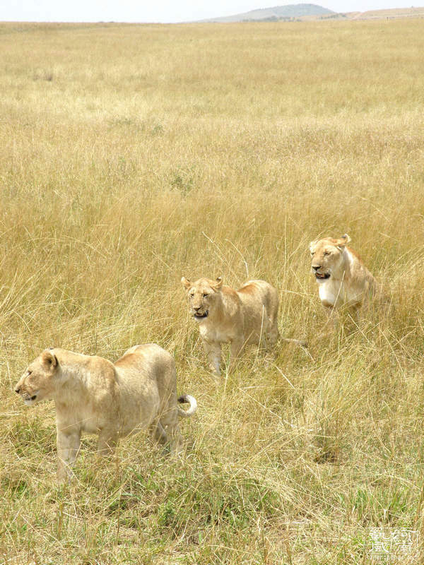 2021年东非动物大迁徙全程直播,东非草原野生动物大迁徙