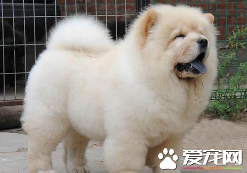 黑色松狮犬和金色松狮犬哪个好,松狮犬的性格特点