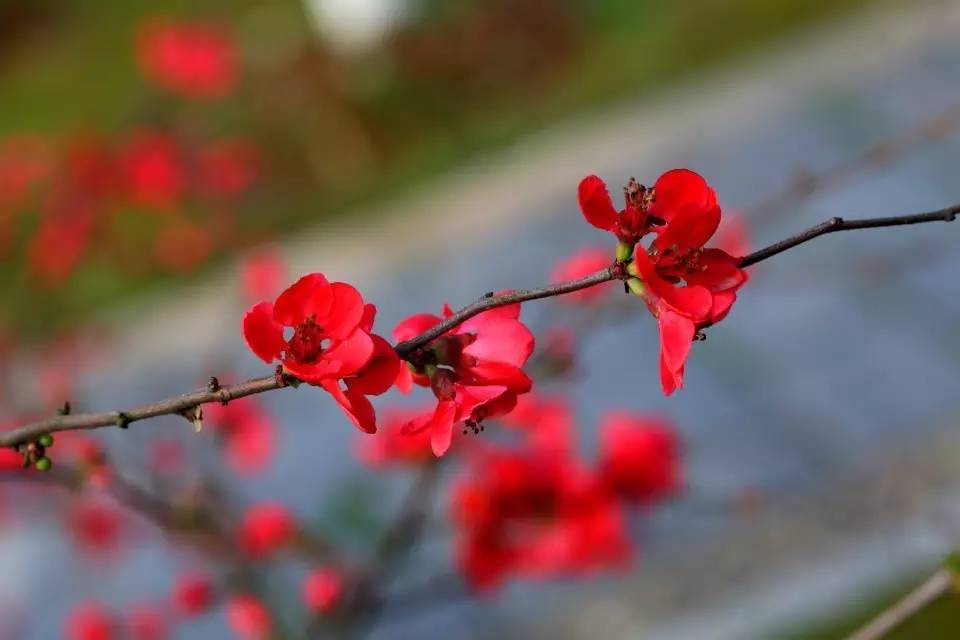 一枝梅经典诗词大全,诗词赏析一缕幽梦几丝愁