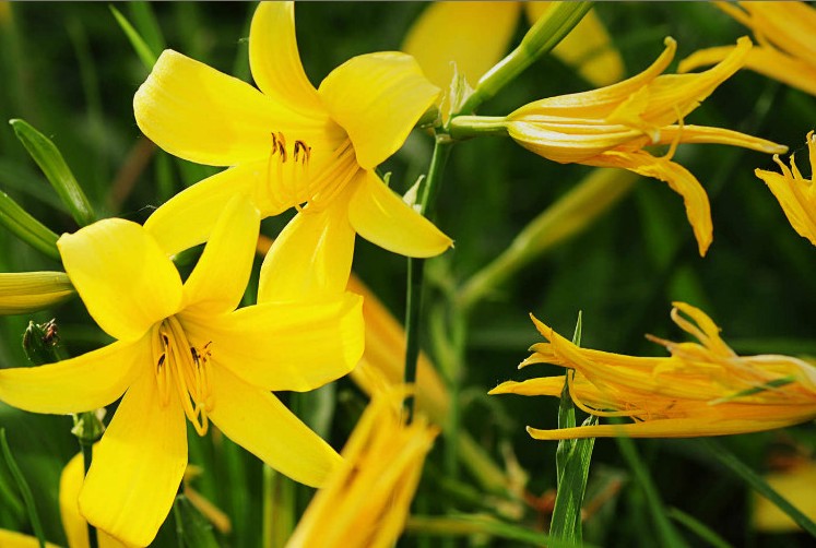 ‍‍‍如东路边42种草，天天踩它，却不知道它们好值钱~