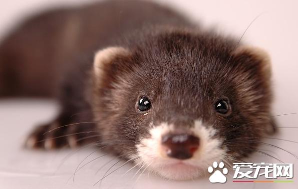 貂宠物怎么养,怎样养好宠物貂犬幼犬