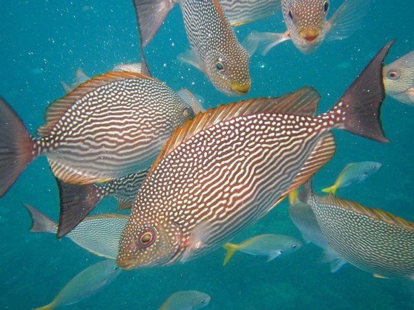 难忘蜜月结局,苏梅岛蜜月旅行