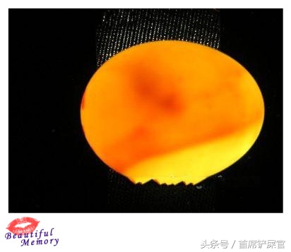 虎皮鹦鹉繁育期间注意事项,虎皮鹦鹉怎么快速产蛋